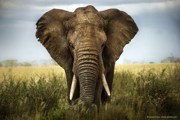 Spritzguss: Geschichte und was Elefanten damit zu tun haben